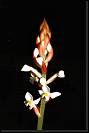 Ludisia discolor * Rodrigo Remolina 
 * 653 x 983 * (63KB)